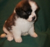 male-and-female-Saint-Bernard-puppies-for-adoption-