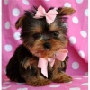 Top-Quality-Male-and-Female-Yorkie-puppies-ready-for-a-good-home-only-