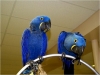 2-Lovely-Hyacinth-macaws-For-Adoption
