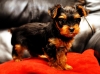 Adorable-teacup-yorkie-puppies-ready-for-adoption