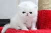 Beautiful-Persian-kittens-ready-for-new-homes