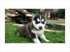 -Male-Female-Siberian-Husky-Puppies