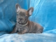 2 beautiful akc registered French bulldog puppies available for rehoming
