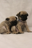 Pug-Puppies-Ready-To-Leave-Immediately