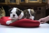 Dearest-and-best-English-bulldog-puppies